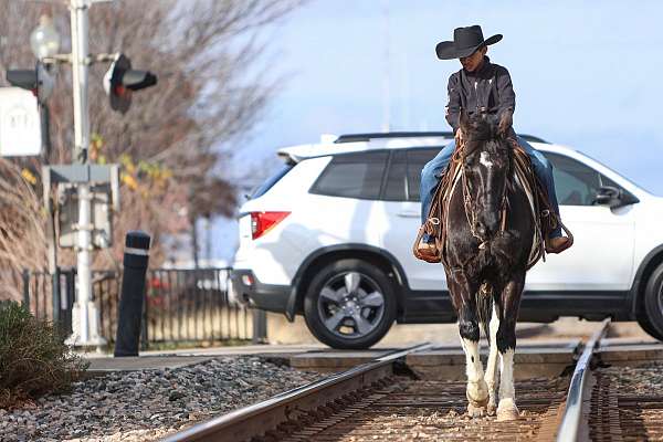 show-spotted-saddle-horse