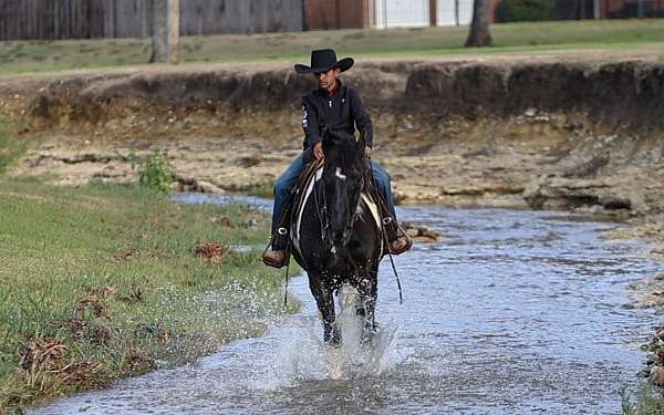 trail-spotted-saddle-horse