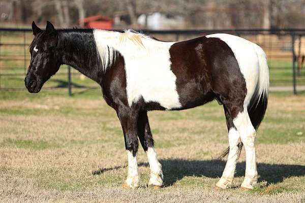 trail-riding-spotted-saddle-horse