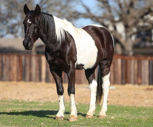 youth-spotted-saddle-horse