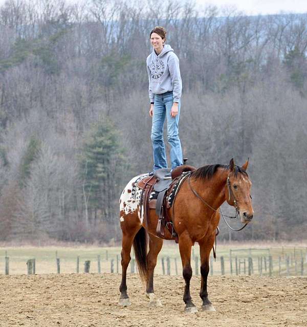 athletic-appaloosa-horse