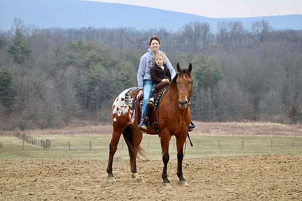 flashy-appaloosa-horse