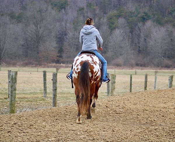 husband-safe-appaloosa-horse