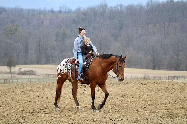 parade-appaloosa-horse