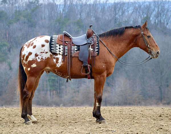 performance-appaloosa-horse