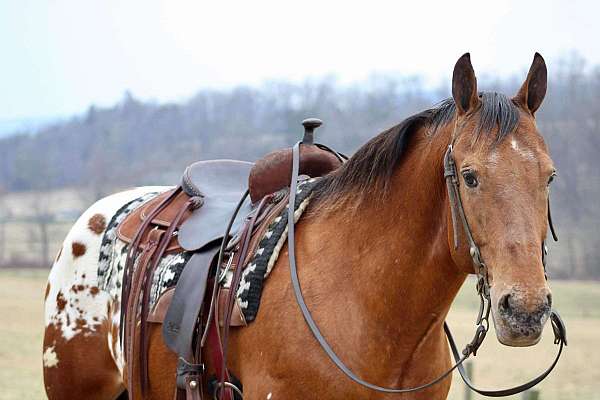 ranch-work-appaloosa-horse