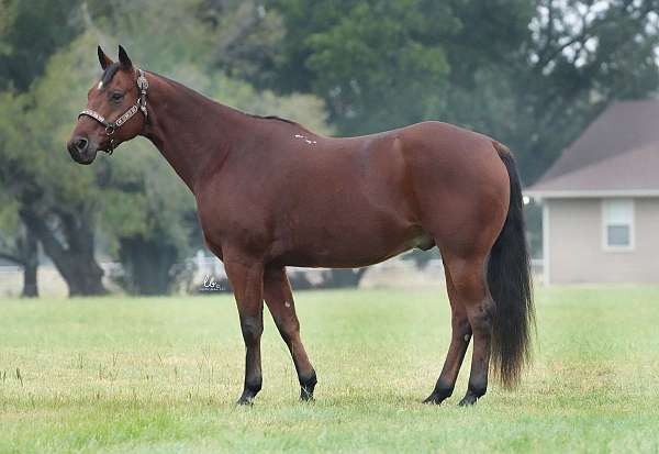 barrel-racing-quarter-pony