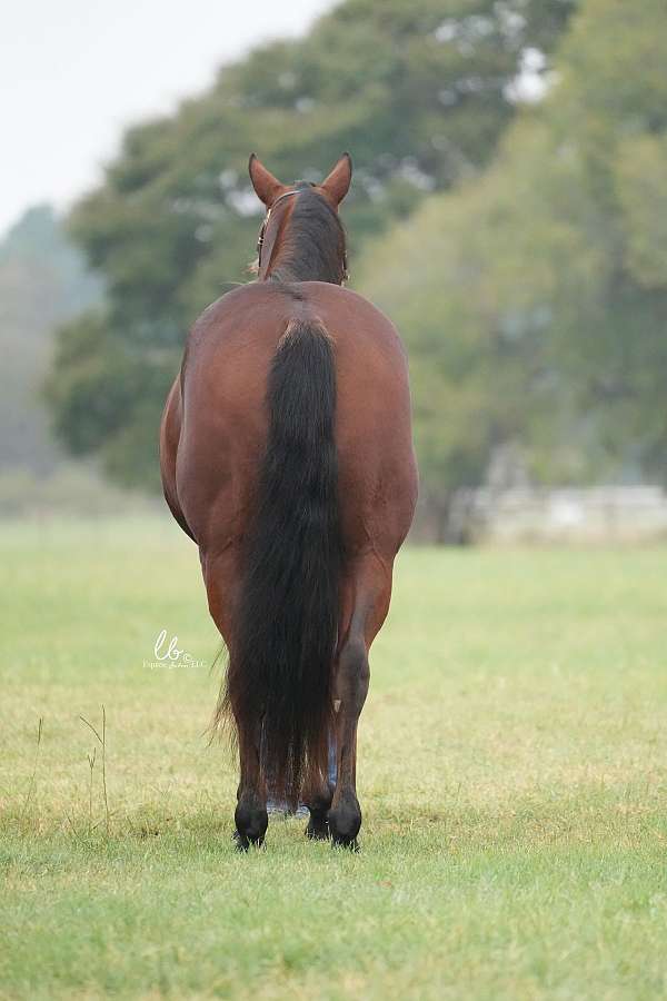 calf-roping-quarter-pony