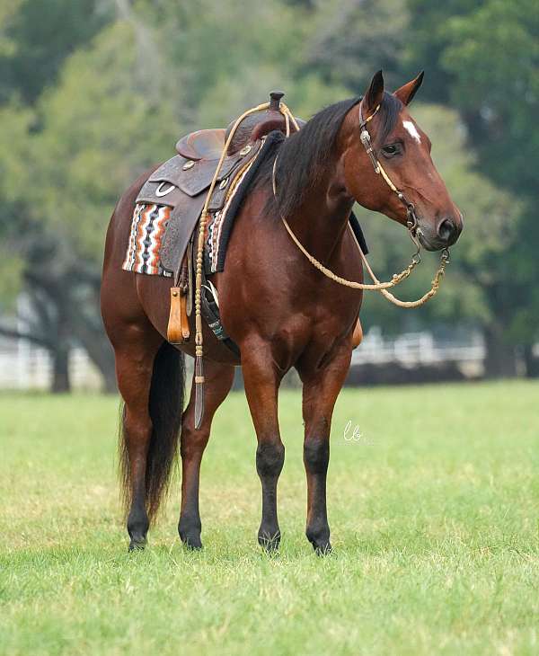 kid-safe-quarter-pony