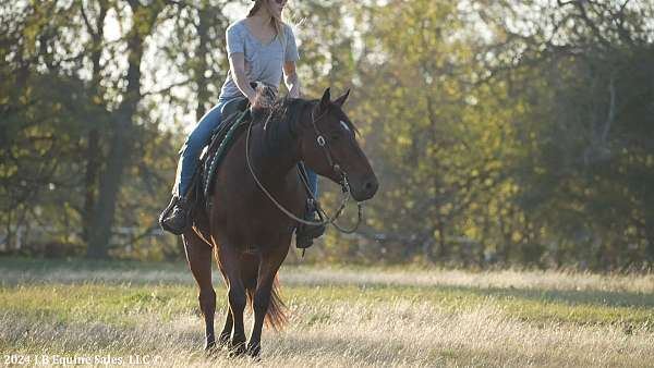 show-quarter-pony