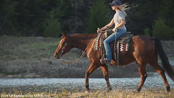 team-penning-quarter-pony