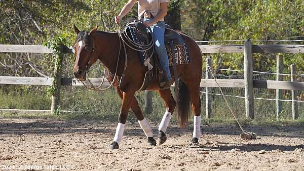 trail-riding-quarter-pony