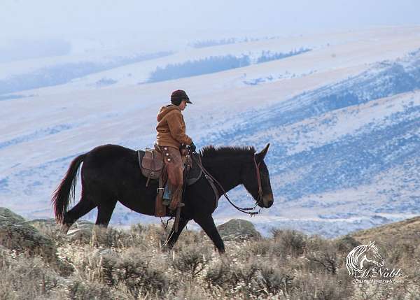 ranch-work-mule