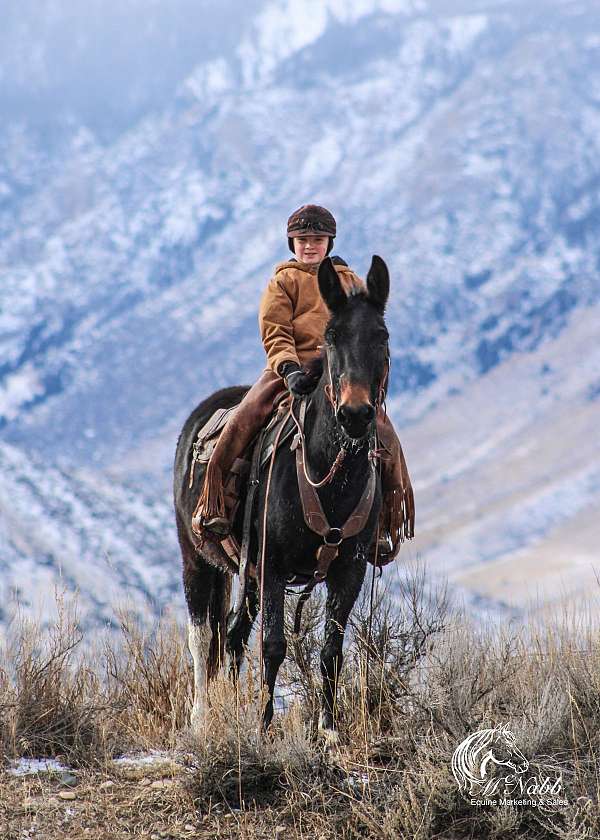 trail-riding-mule