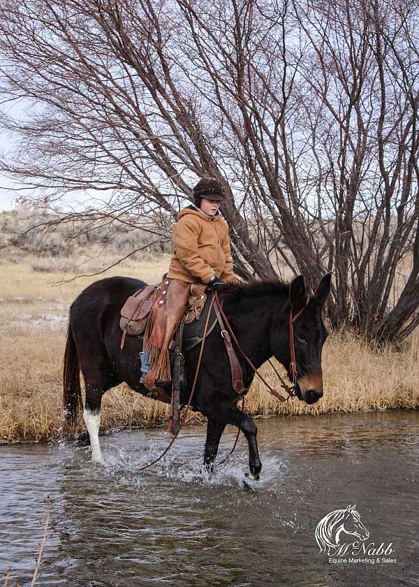 working-cattle-mule