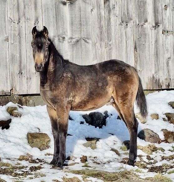 buckskin-arabian-half-arabian-weanling