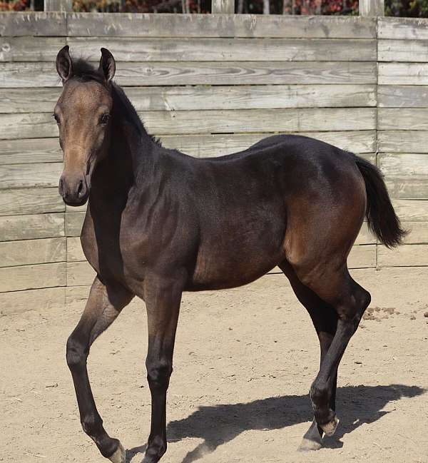 buckskin-hahr-weanling