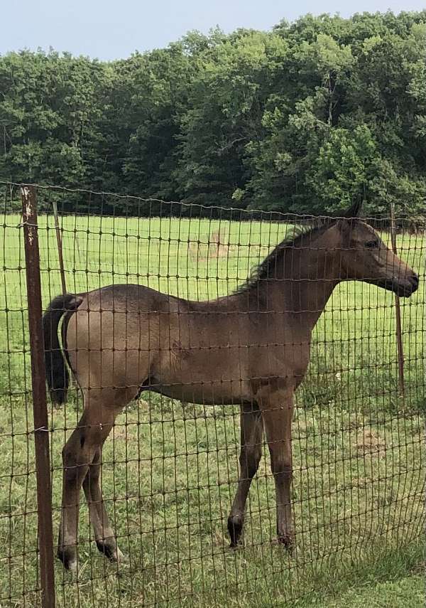 hahr-arabian-half-arabian-weanling