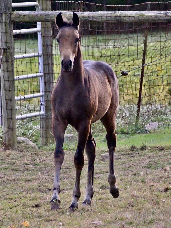 hahr-weanling