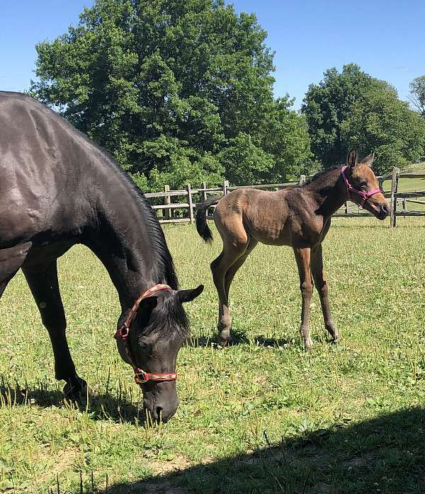 arabian-half-arabian-weanling