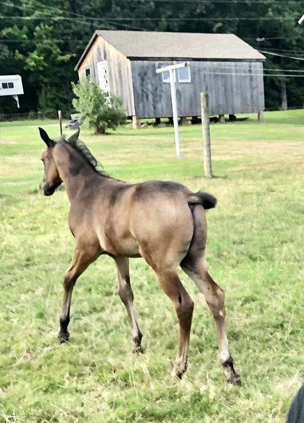 hahr-arabian-half-arabian-horse