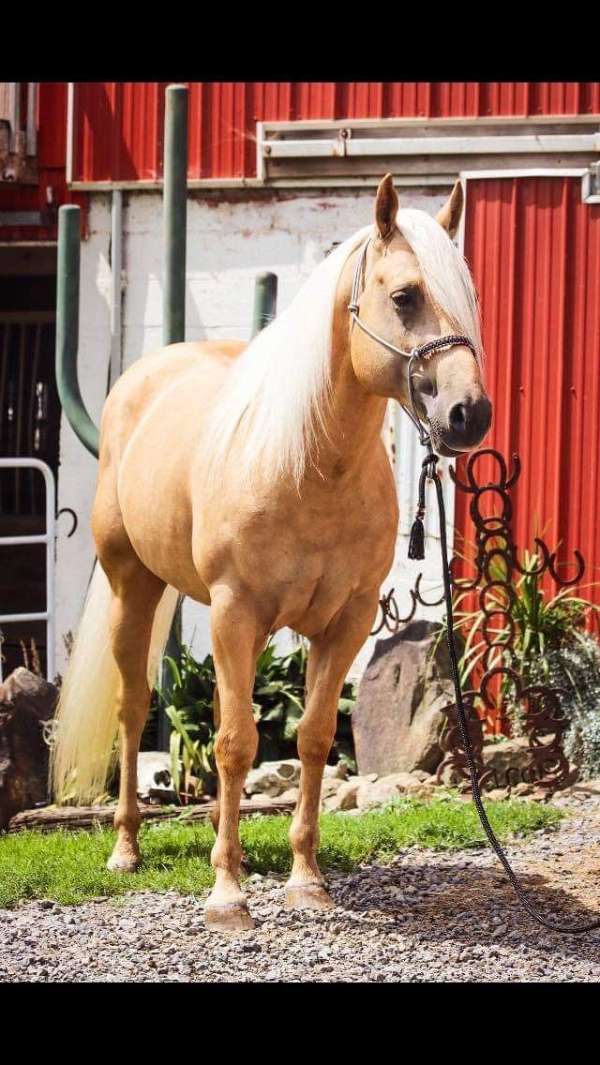 half-arabian-horse-for-sale