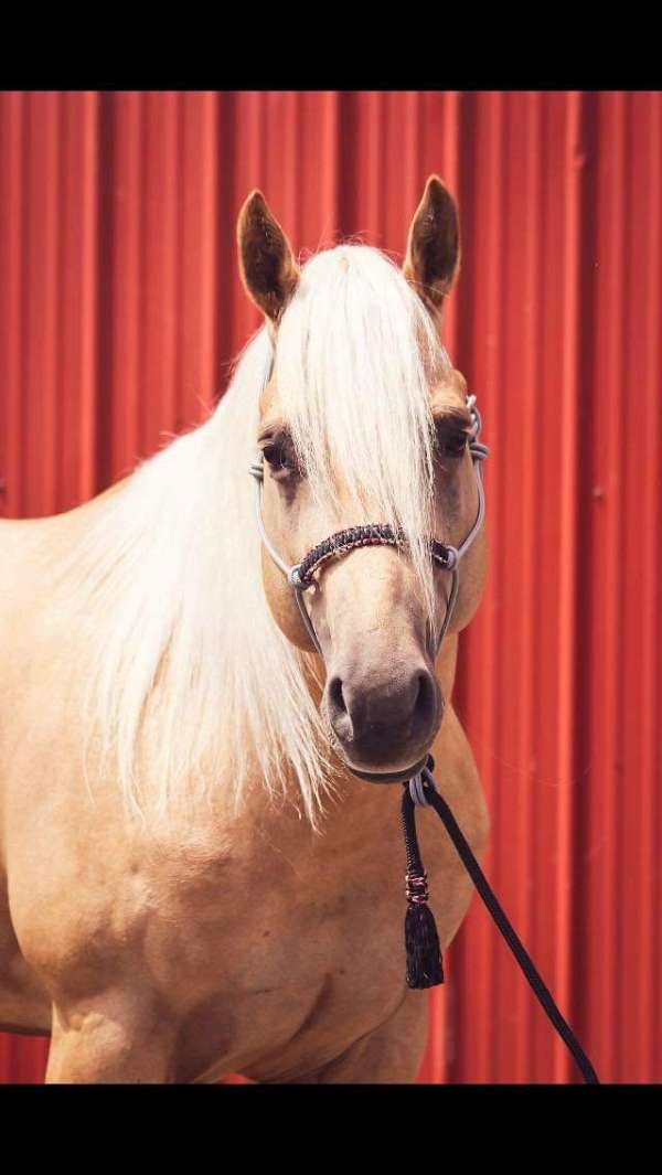 buckskin-arabian-half-arabian-weanling