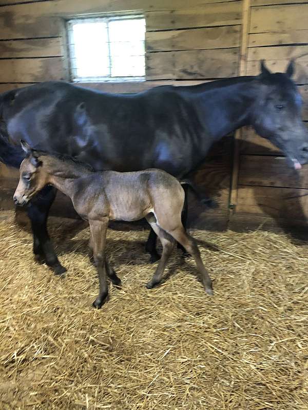 half-arabian-gelding