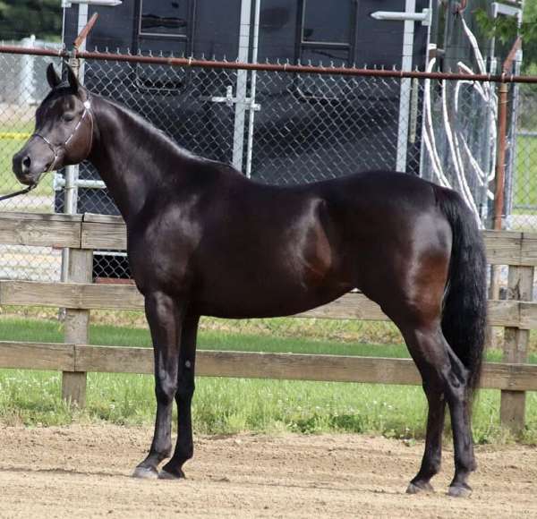 buckskin-hahr-weanling