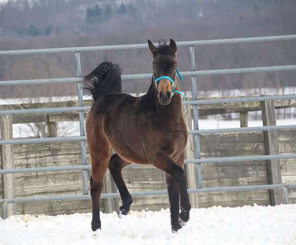 hahr-weanling