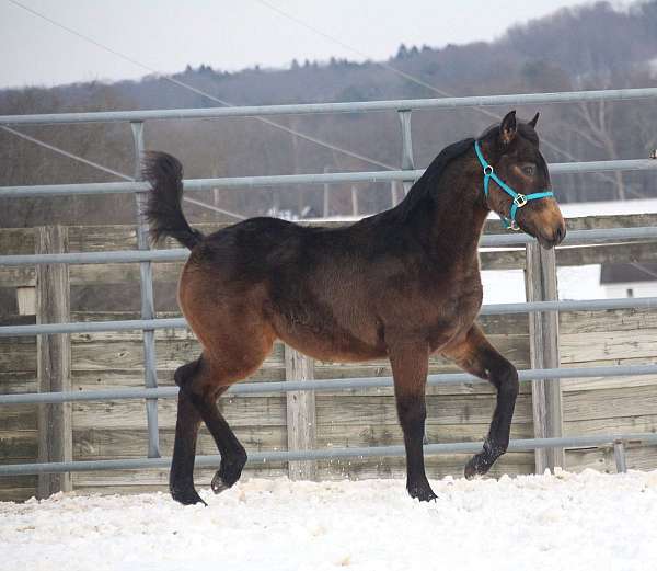 hahr-arabian-half-arabian-weanling