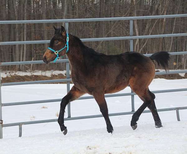 hahr-arabian-half-arabian-horse