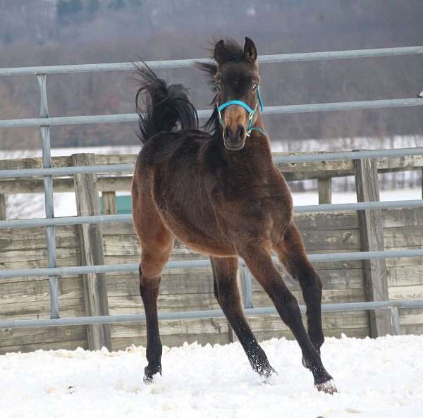 arabian-half-arabian-weanling