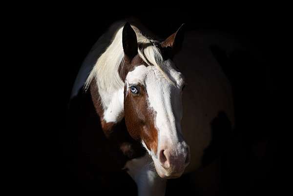 calf-roping-paint-horse