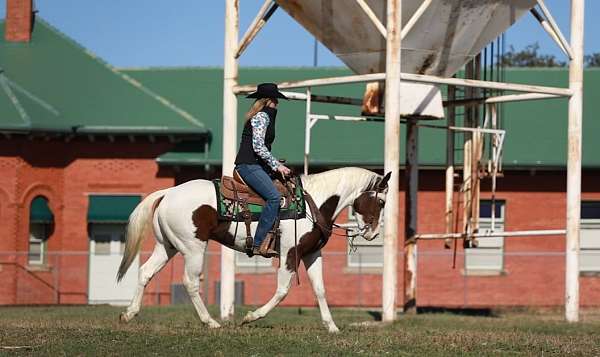 husband-safe-paint-horse