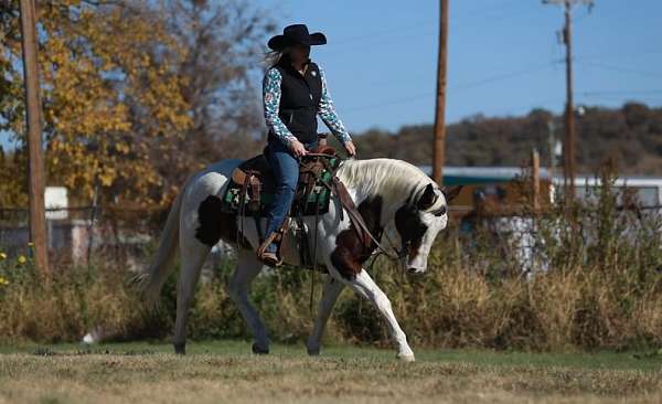 performance-paint-horse