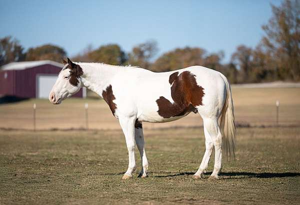 flashy-paint-horse