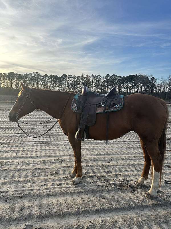 chestnut-blaze-3-white-socks-horse