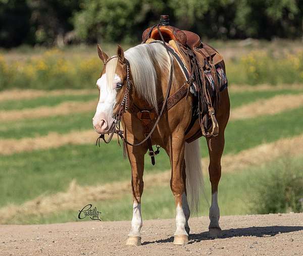 ranch-versatility-quarter-horse