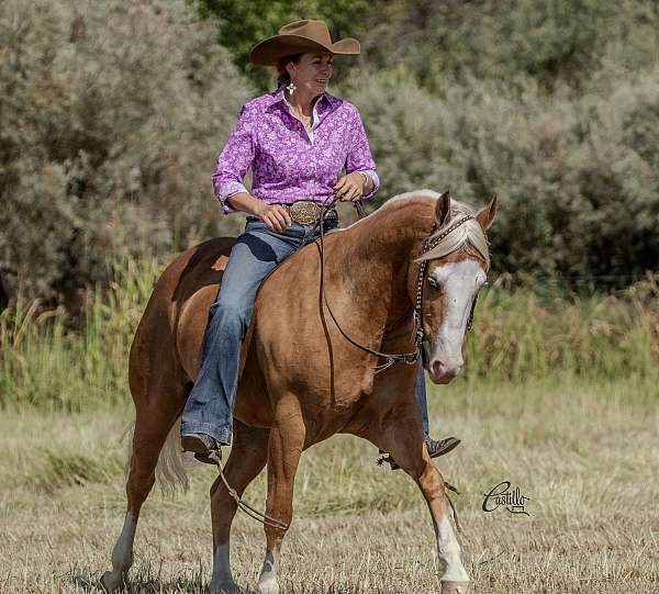 ranch-work-quarter-horse