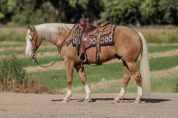 reined-cow-quarter-horse