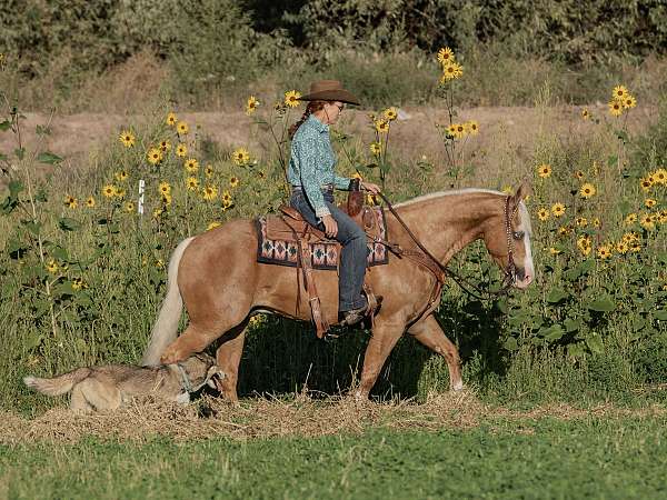 reining-quarter-horse