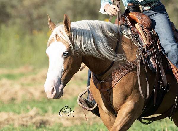 show-quarter-horse