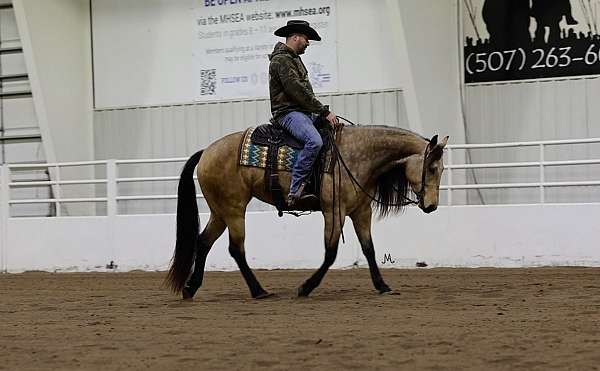 performance-quarter-horse