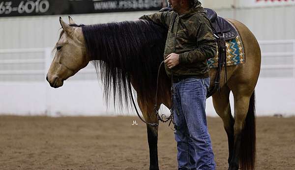 ranch-versatility-quarter-horse