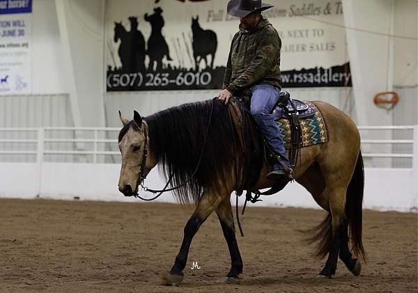 ranch-work-quarter-horse