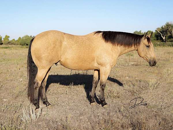 calf-roping-quarter-horse