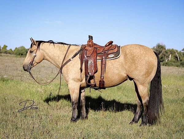 husband-safe-quarter-horse