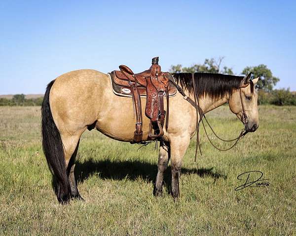 ranch-versatility-quarter-horse