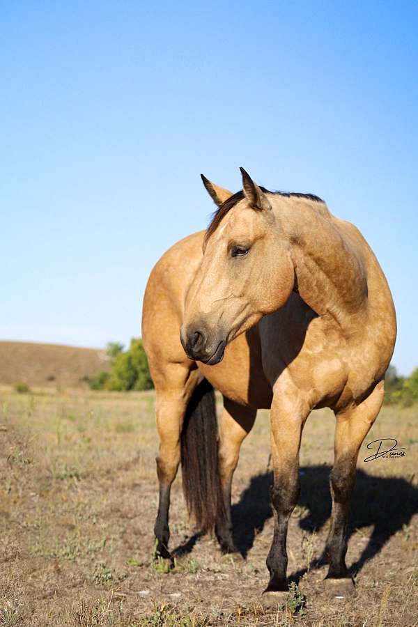 performance-quarter-horse